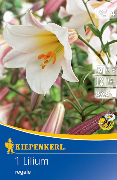 Produktbild von Kiepenkerl Trompeten-Lilie Lilium regale mit einer Nahaufnahme der Blüte und Verpackungsinformationen zu Pflanzzeit und Wuchshöhe.