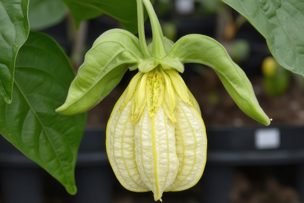large-a-close-up-of-a-unique-yellow-plant-flower