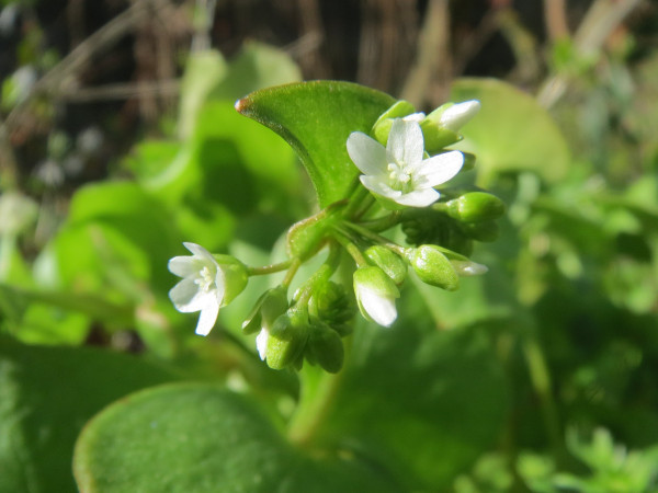 claytonia-perfoliata-855286_1920