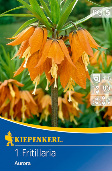 Produktbild von Kiepenkerl Kaiserkrone Aurora mit orangen Blüten und Pflegehinweisen auf der Verpackung.