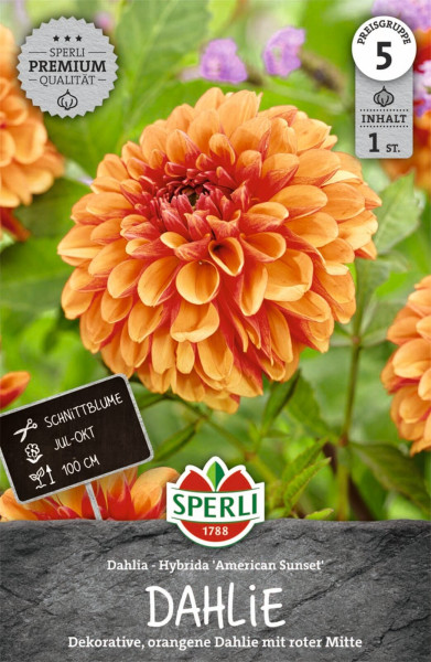 Produktbild von Sperli Dahlie American Sunset mit einer großen orangenen Blüte mit roter Mitte und Informationen zu Schnittblume und Blütezeit auf Deutsch.