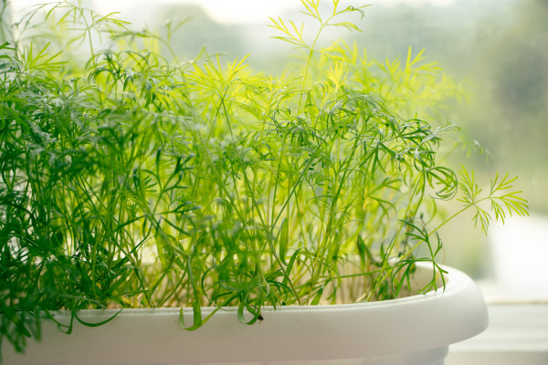 2400-green-young-dill-close-up-growing-spicy-microgreens-at-home-on-window