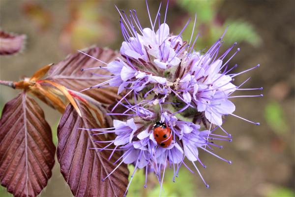 ladybug-5196855_1920