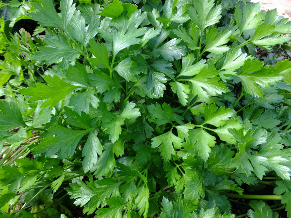 parsley-393028_1920