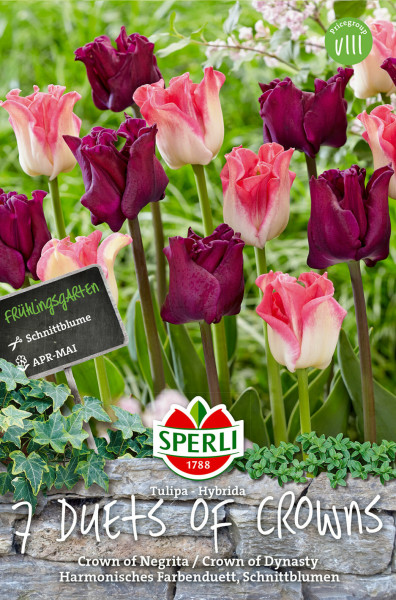 Produktbild von Sperli Frühlingsgarten Duet of Crowns mit pinken und dunkelroten Tulpen vor einer Hecke mit Schildinformationen und Logo