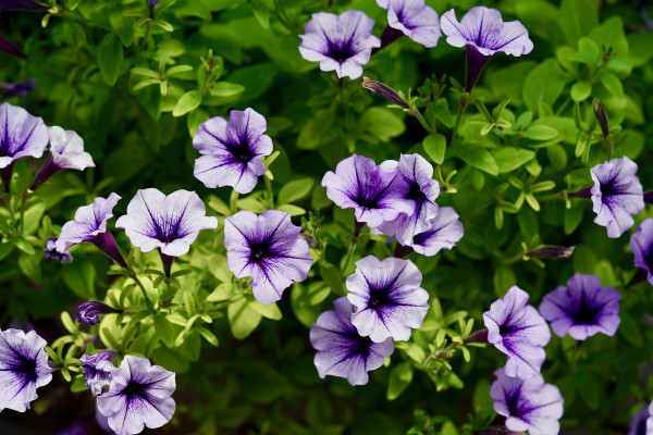 petunias-3730167_1920