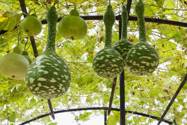 large-squash-growing-on-vine