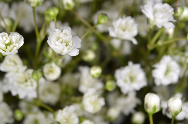 gypsophila-2482877_1920-1