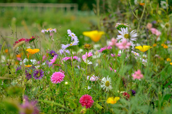 large-field-of-cosmos-flower-meadow-with-aster-camomile-esholtzia