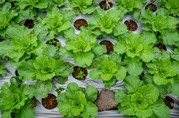 2400-chinese-cabbage-field-with-a-plastic-weed-repellent-planting-system