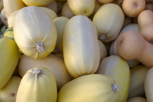 2400-squash-at-the-market-spaghetti-variety-organic-thanksgiving