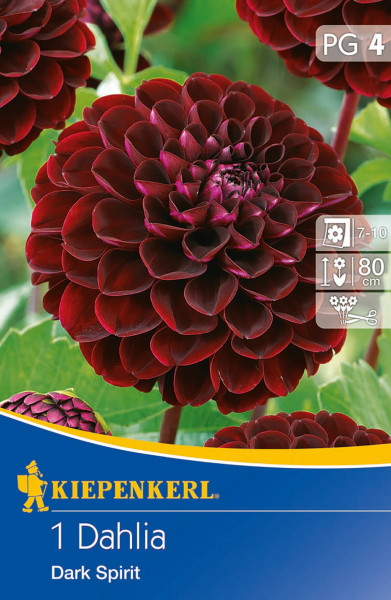 Produktbild von Kiepenkerl Pompon-Dahlie Dark Spirit mit Nahaufnahme der dunkelroten Blüte und Verpackungsdesign mit Produktinformationen.