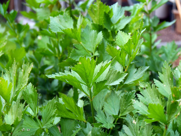 parsley-498614_1920