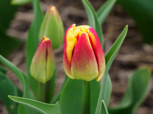 large-many-tulips-in-the-netherlands-1