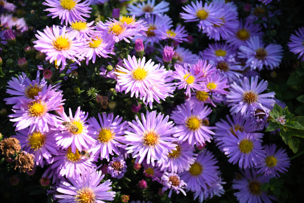 large-japanese-aster-or-kalimeris-incisa-flowers-close-up-1