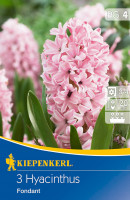 Kiepenkerl Hyazinthe Fondant