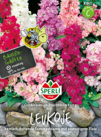 Sperli Levkoje Großblumige Prachtmischung