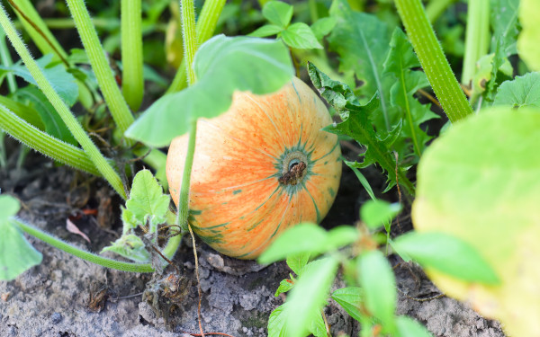 large-unripe-pumpkin-growing-in-the-garden-1