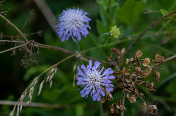 field-scabious-6475199_1920