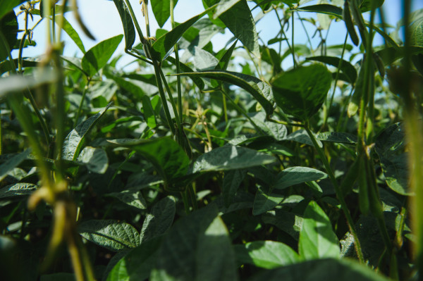 2400-soy-pods-at-sunset-close-up-agricultural-soy-plantation-and-sunshine-soy-bean-plant-in-sunny-field-green-growing-soybeans-against-sunlight