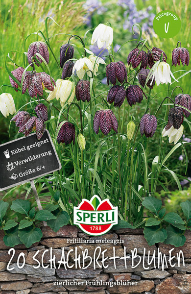 Produktbild von Sperli mit Schachbrettblumen in Vordergrund und Produktinformationen Fritillaria meleagris 20 Schachbrettblumen als zierlicher Frühlingsblüher