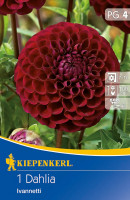 Kiepenkerl Ball-Dahlie Ivanetti