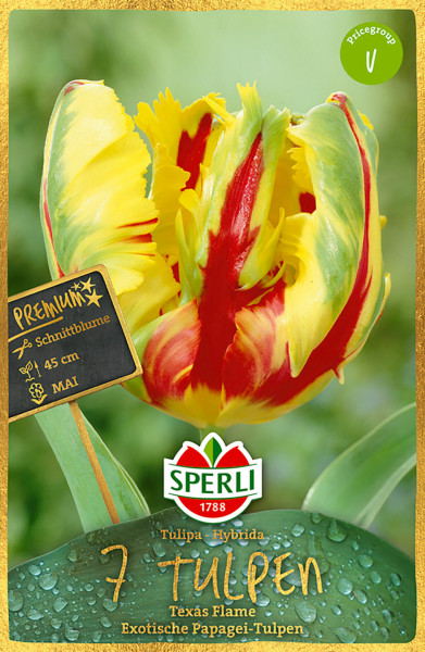 Sperli Premium Papagei-Tulpe Texas Flame
