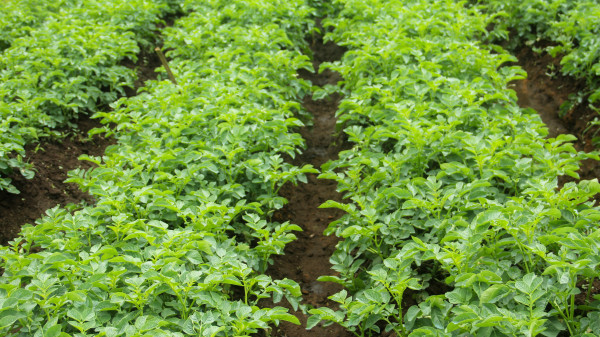 2400-potato-plants-that-grow-abundantly-on-agricultural-land-in-the-highlands-of-north-sumatra-province