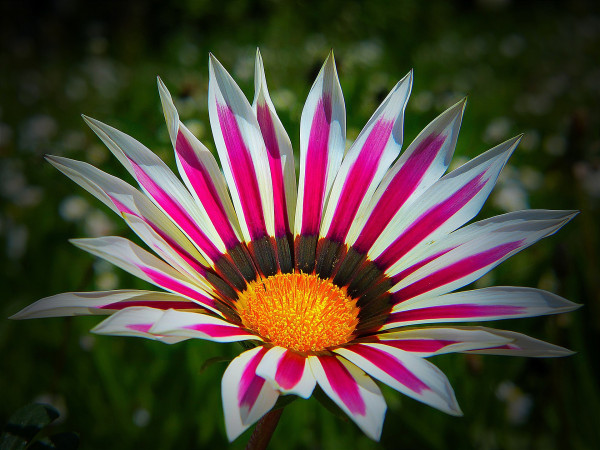 midday-flower-1442998_1920