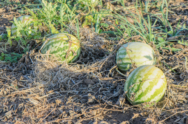 2400-agricultural-watermelon-field-watermelon-harvest-season-in-summerWnMRiz68XUlcM