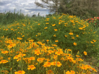 Culinaris BIO Orangeblühende Tagetes Aurelia