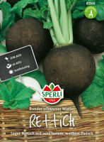 Sperli Rettich Runder schwarzer Winter