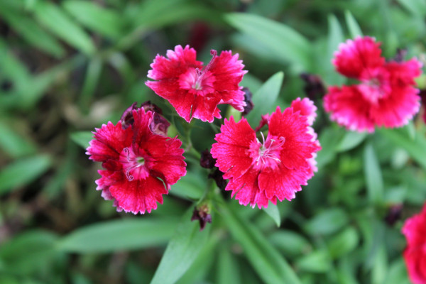 large-china-pink-dianthus-chinensis-or-carnation-red-flowers-1