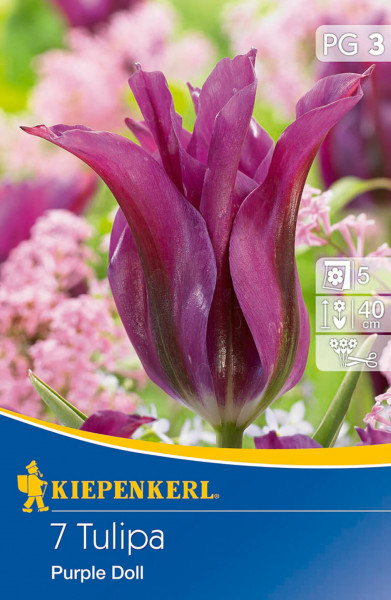 Produktbild von Kiepenkerl Lilienblütige Tulpe Purple Doll mit einer Nahaufnahme der lilafarbenen Blume vor unscharfem blühenden Hintergrund und Informationen zu Blühgruppe und Wuchshöhe.