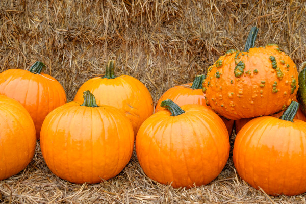 2400-pumpkins-in-the-german-muensterland