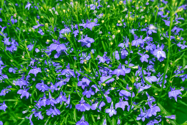 large-me-nots-wildflowers-on-the-background-of-the-summer-landscape