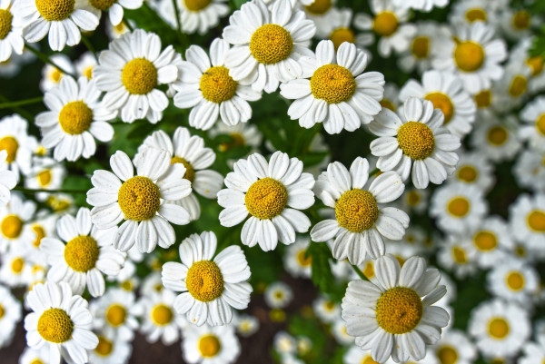 chamomile-3489847_1920-1