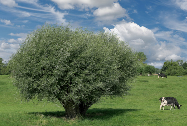 large-pollard-willow-resp-salix-in-himmelgeister-rheinbogen-nature-reserve-rhine-river-floodplain-duesseldorf-himmelgeist-germany