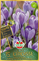 Sperli Premium Gartenkrokus King of the Striped