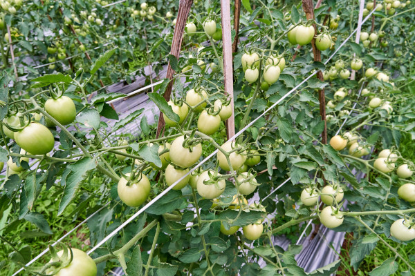 2400-close-up-of-fresh-green-tomatoes-growing-in-the-garden