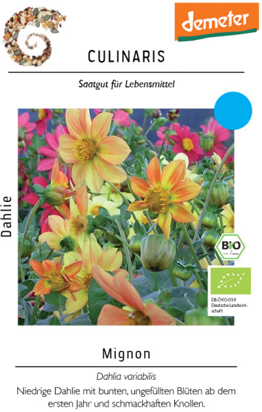 Produktbild von Culinaris BIO Dahlie Mignon mit bunten, ungefüllten Blüten und Informationen zu biologischem Saatgut und Demeter-Zertifizierung in deutscher Sprache.