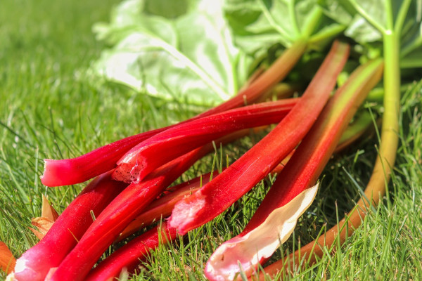 rhubarb-5155214_1280