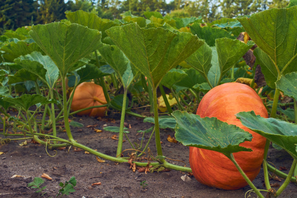 2400-pumpkins-growing-on-field