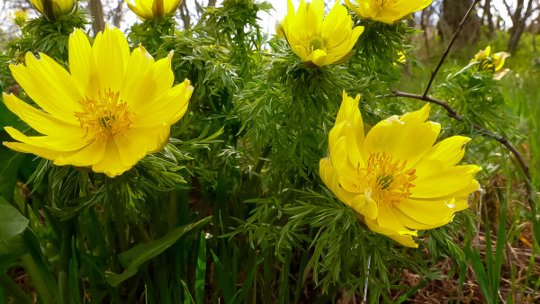 2400-adonis-vernalis-disappearing-early-blooming-in-spring-among-the-grass-in-the-wild