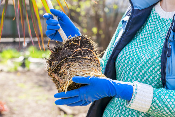 2400-gardener-holds-in-hands-home-plant-prepared-for-transplanting-into-a-new-pot