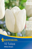Kiepenkerl Triumph-Tulpe White Dream