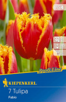 Kiepenkerl Profi-Line Gefranste Tulpe Fabio