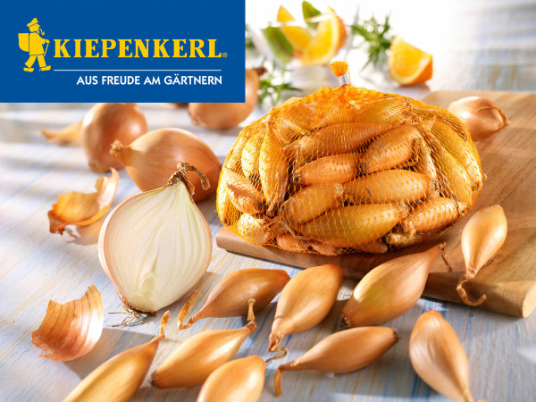 Produktbild von Kiepenkerl Steckzwiebeln birnenfoermige Groesse 10/21 250g mit Zwiebelnetz auf Holzuntergrund und einzelnen Zwiebeln daneben, im Hintergrund Zitronen und Kräuter.