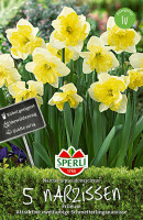 Sperli Spleißkronige Narzisse Frileuse