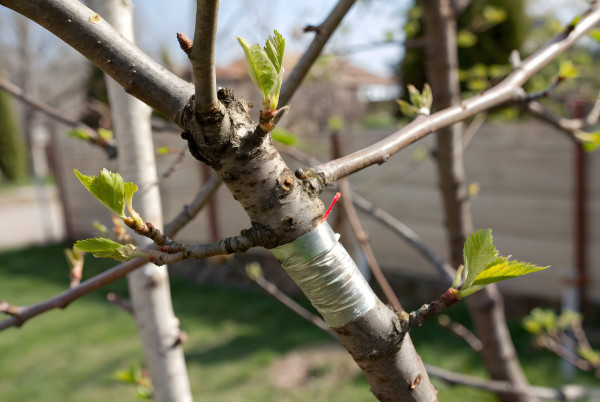 large-a-young-tree-branch-with-a-grafted-scion-secured-with-tape-showing-new-growth
